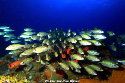 Group/Shoal of Cardinal Fish in Flic En Flac 20 metres

... by Linley Jean-Yves Bignoux 